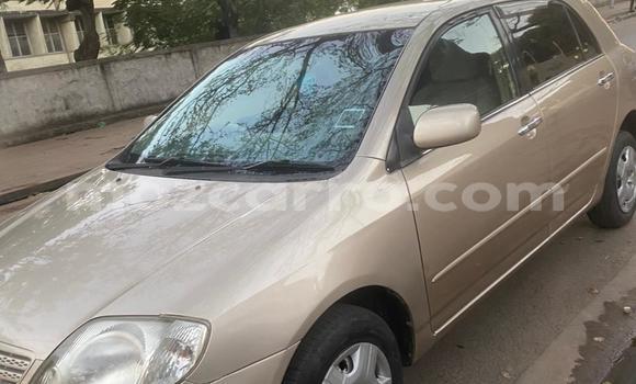 Buy Used Toyota Corolla Other Car in Maputo in Maputo Buy Used Toyota Corolla Other Car in Maputo in Maputo