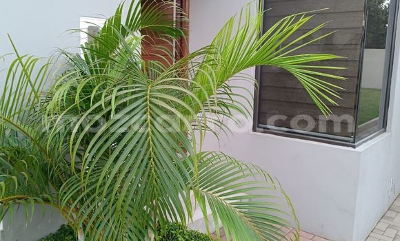 Comprar Usado AC Ace Castanho Carro em Maputo em Maputo Comprar Usado AC Ace Castanho Carro em Maputo em Maputo