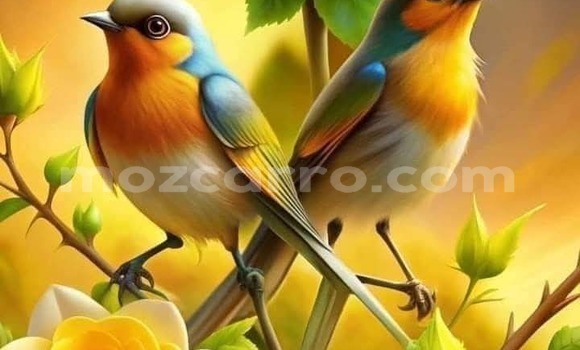 Tenga Tsaru BMW X5 Nhema Mota in Maputo in Maputo Tenga Tsaru BMW X5 Nhema Mota in Maputo in Maputo