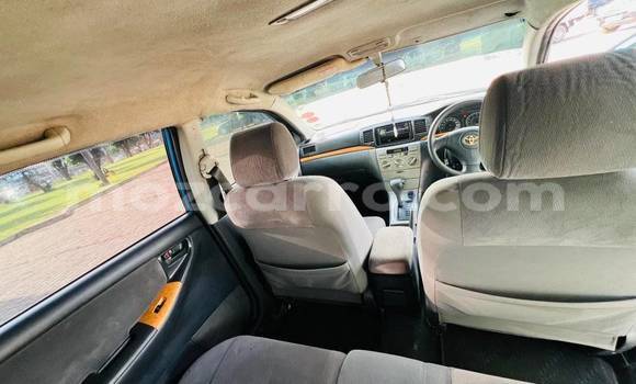 Tenga Tsaru Toyota Runx Chena Mota in Beautiful vista in Maputo Tenga Tsaru Toyota Runx Chena Mota in Beautiful vista in Maputo